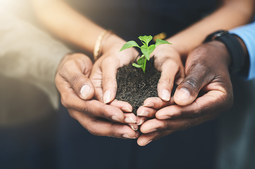Hands holding a small plant